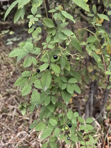 Causonis japonica observed 2026-10-25