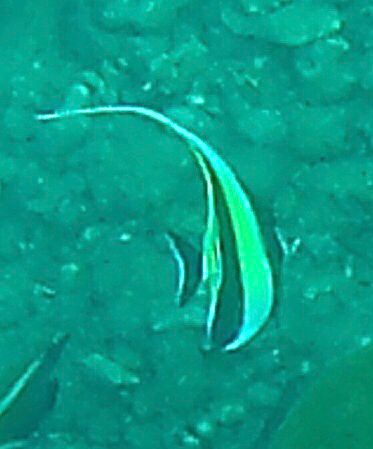 Zanclus cornutus observed 2026-10-25