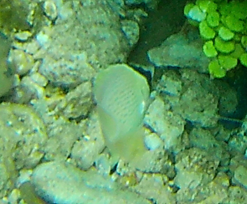 Chaetodon citrinellus observed 2026-10-25