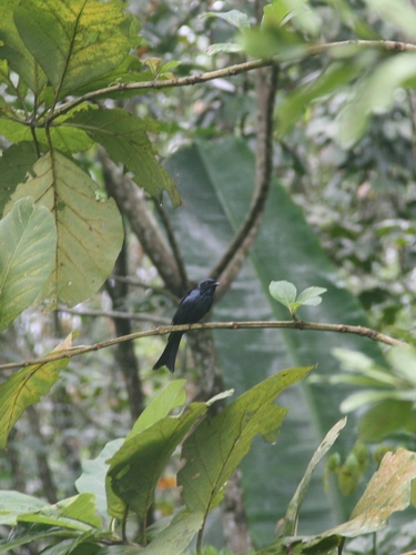 Dicrurus aeneus observed 2026-10-25