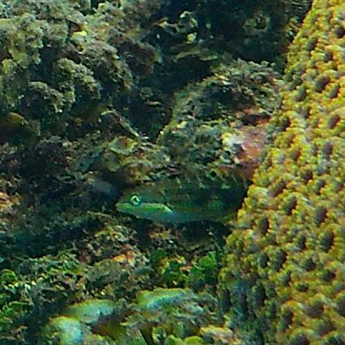 Thalassoma quinquevittatum observed 2026-10-25