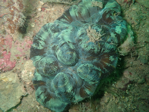 Trachyphyllia geoffroyi observed 2026-10-25