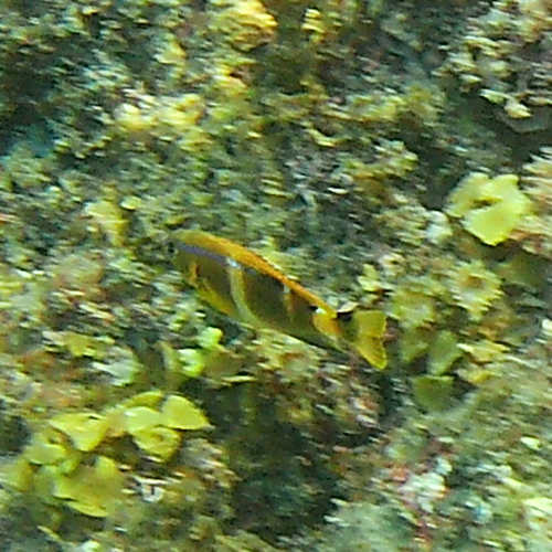 Chrysiptera observed 2026-10-25