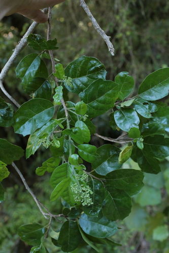 Pennantia corymbosa observed 2026-10-25