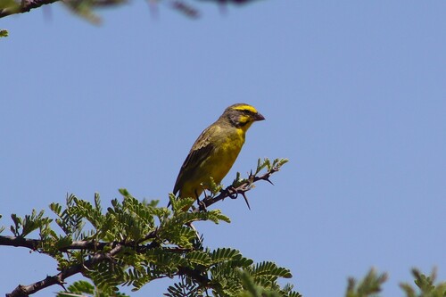 Crithagra mozambica observed 2026-10-25