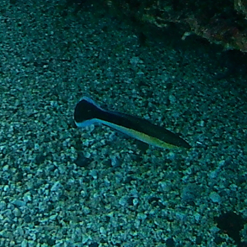 Labroides dimidiatus observed 2026-10-25