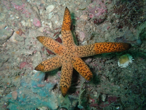 Echinaster luzonicus observed 2026-10-25