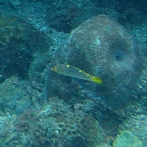 Halichoeres hortulanus observed 2026-10-25