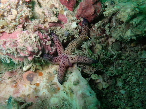 Echinaster luzonicus observed 2026-10-25