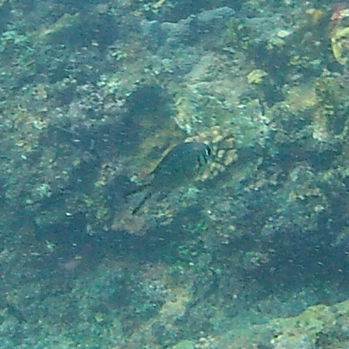 Chromis weberi observed 2026-10-25