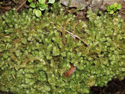 Ptychomnion aciculare observed 2026-10-25