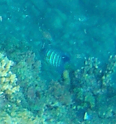 Pygoplites diacanthus observed 2026-10-25