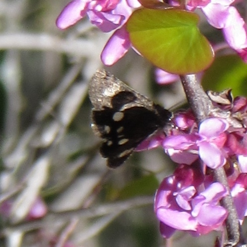 Litocala Moth