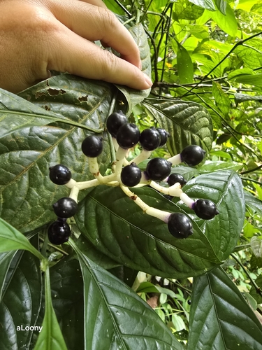 Chassalia curviflora observed 2026-10-25
