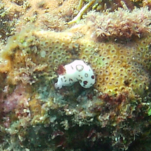 Jorunna funebris observed 2026-10-25