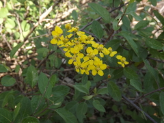 Echinopterys eglandulosa