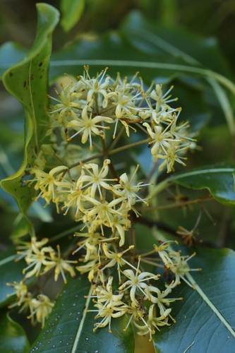 Pittosporum eugenioides observed 2026-10-25