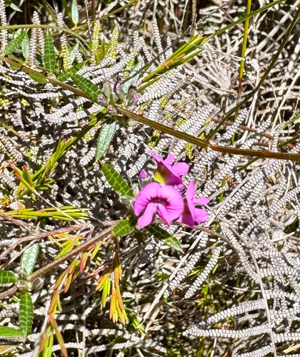 Mirbelia rubiifolia, 2026-10-25