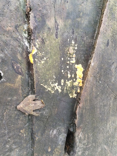 Dacrymyces stillatus, 2026-10-25