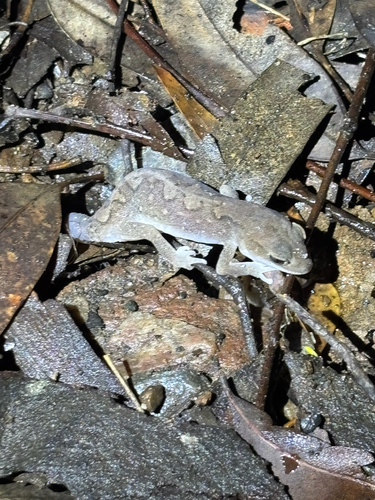 Phyllodactylus, 2026-10-25