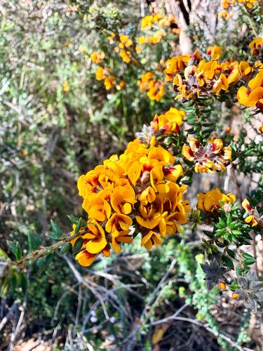 Pultenaea gunnii observed 2026-10-23