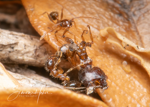 Pheidole megacephala observed 2026-10-25