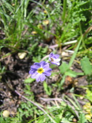 Primula pinnata