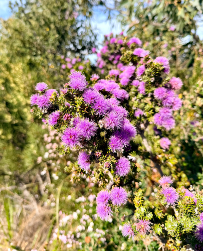 Melaleuca squamea observed 2026-10-23