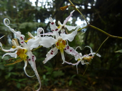 Oncidium cirrhosum