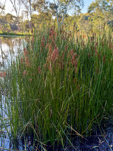 Machaerina articulata observed 2026-10-25