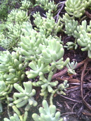 Sedum allantoides