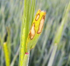 Rhynchosporium secalis