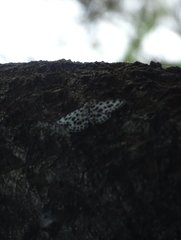 Antipercnia albinigrata