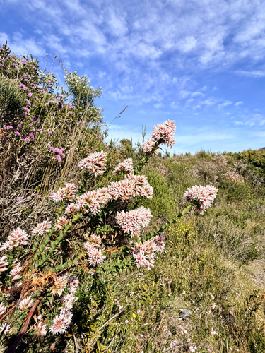 Sprengelia incarnata observed 2026-10-23