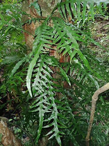 Lecanopteris scandens observed 2026-10-25