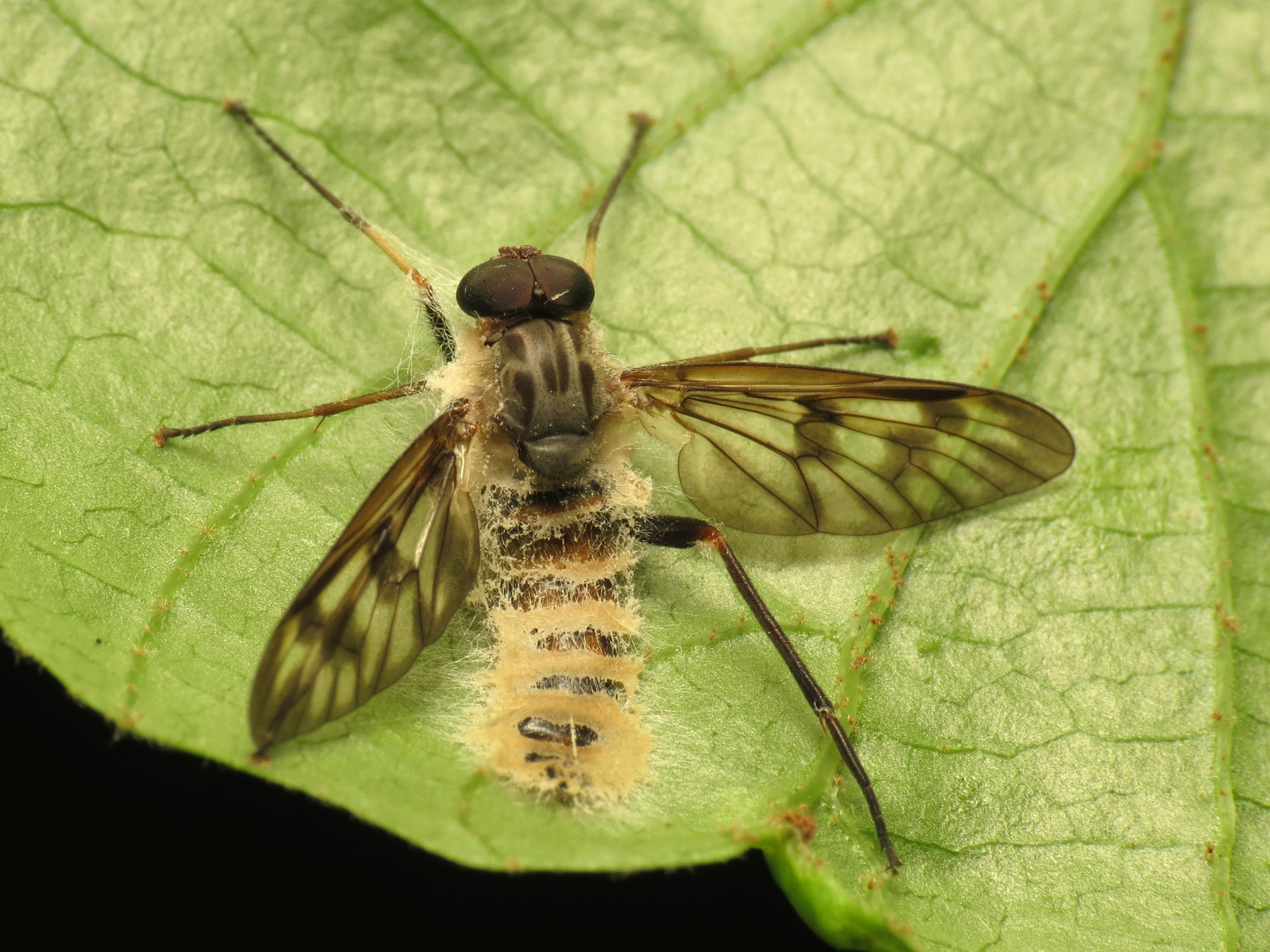 Entomophthoraceae image