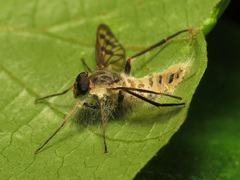 Furia ithacensis