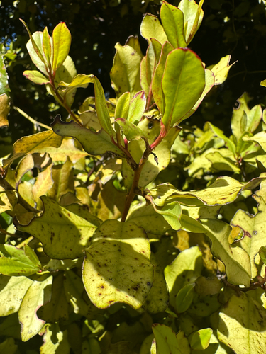 Pseudowintera, 2026-10-24