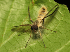 Furia ithacensis