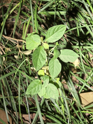 Achyranthes bidentata observed 2026-10-25