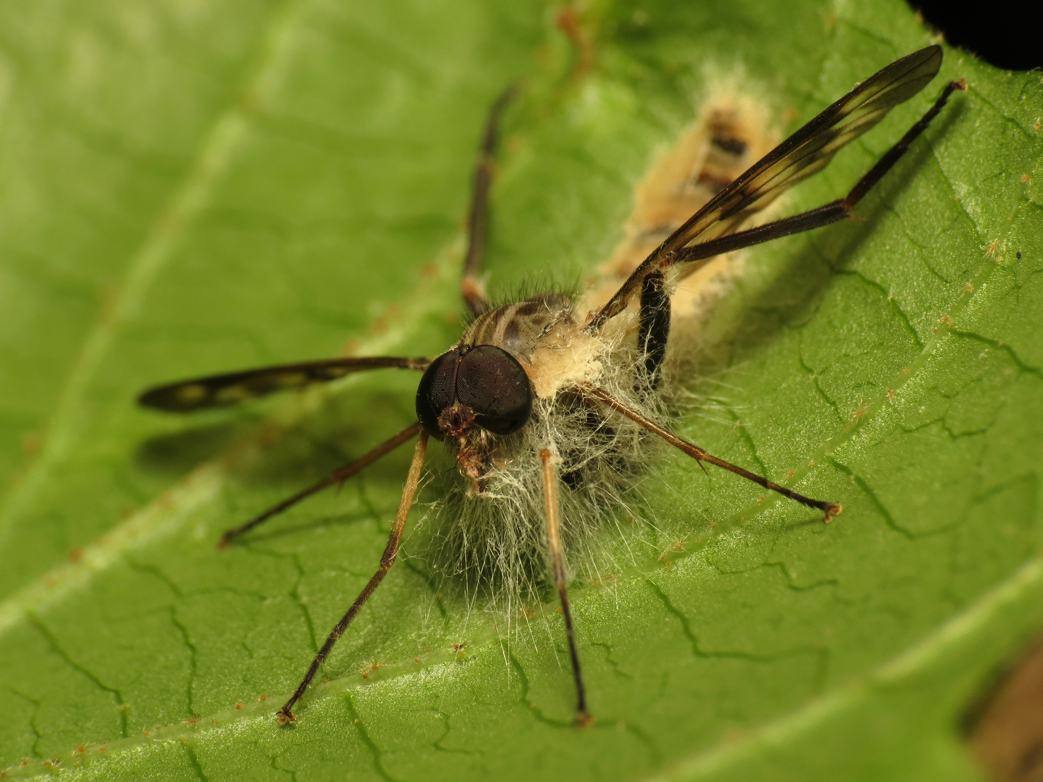 Entomophthoraceae image