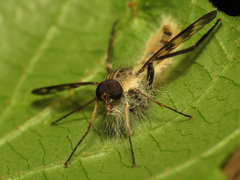 Furia ithacensis