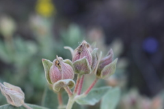 Pachyxyphus lineellus