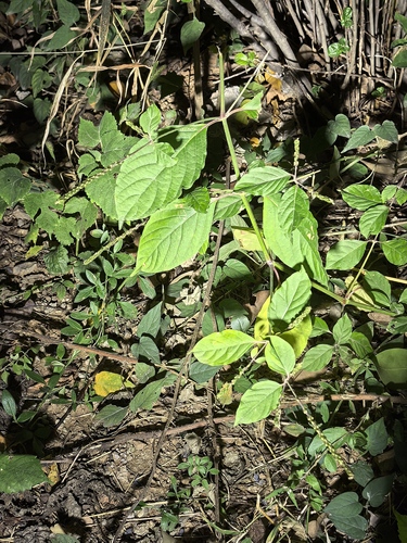 Achyranthes bidentata observed 2026-10-25