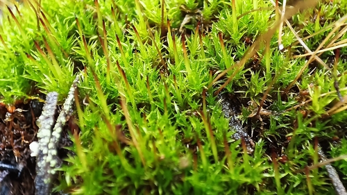 Ceratodon purpureus observed 2026-10-23