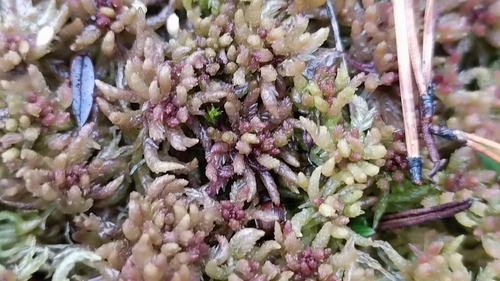 Sphagnum divinum observed 2026-10-23