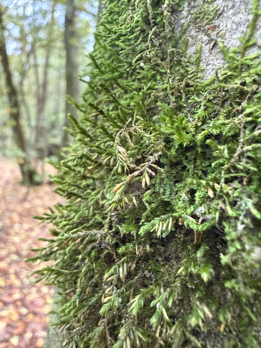Cryphaea heteromalla observed 2026-10-24