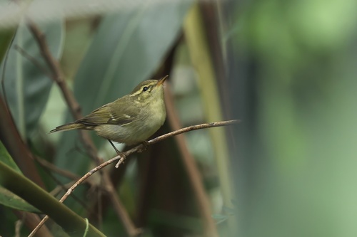Phylloscopus borealis observed 2026-10-25