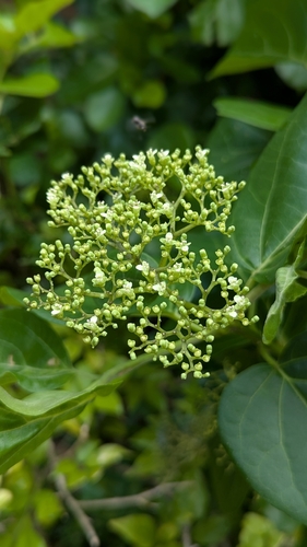 Premna serratifolia observed 2026-10-25