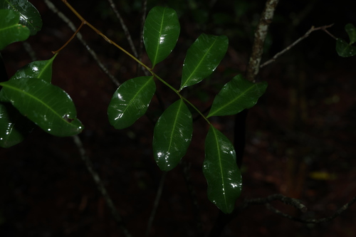 Cupaniopsis observed 2026-10-25